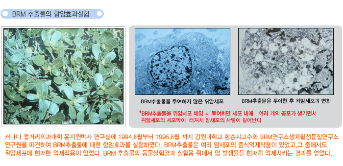 BRM 추출물의 항암효과실험