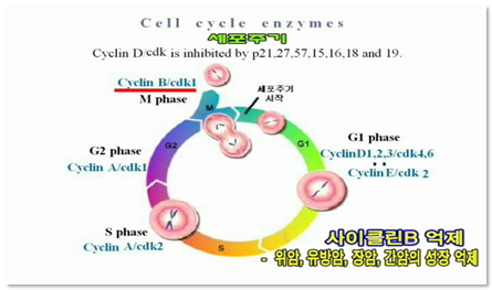 사이클린B 억제 - 위암, 유방암, 장암, 간암의 성장 억제