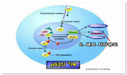 p53의 기능