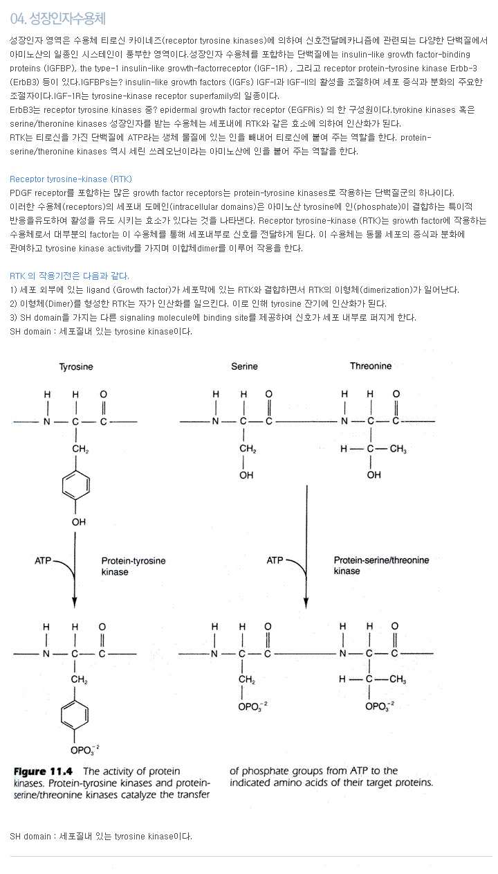 04. 성장인자수용체