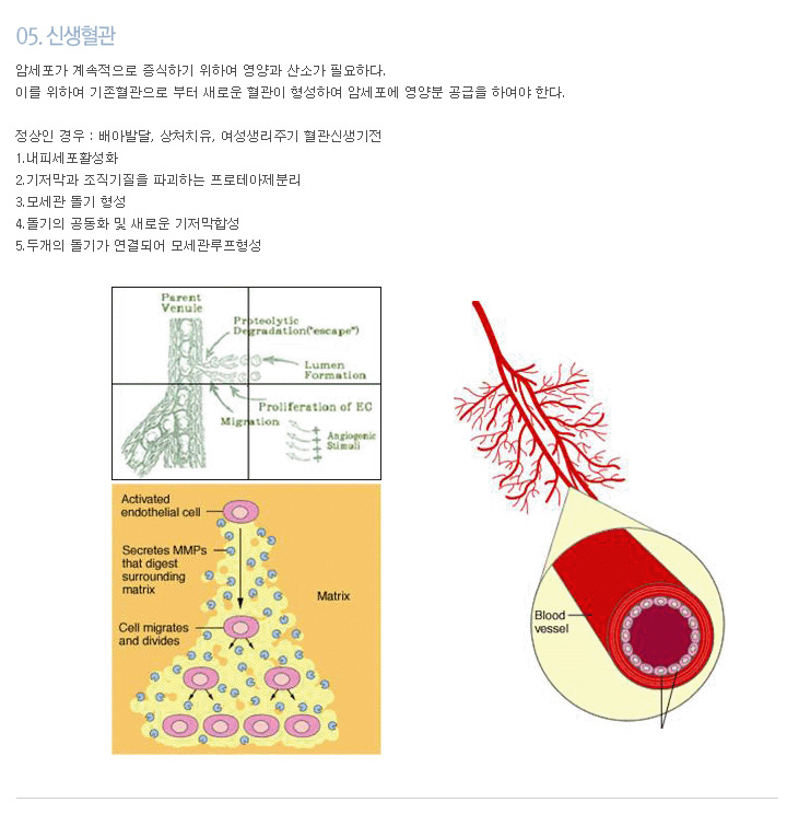05. 신생혈관
