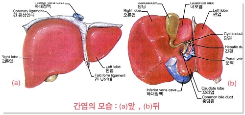 간엽의 모습